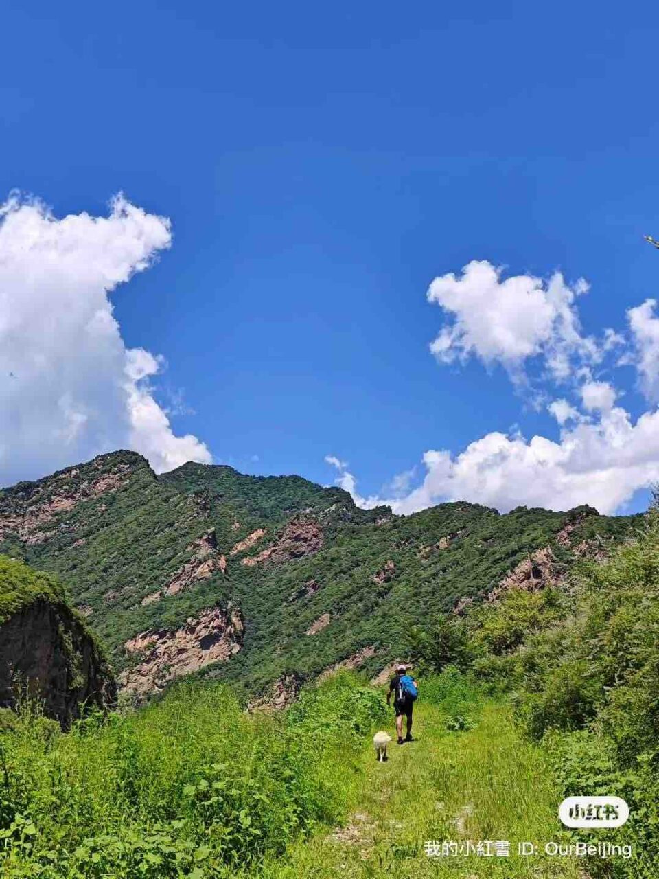 A dog hiking in the mountains of the Beijing suburbs with its owner