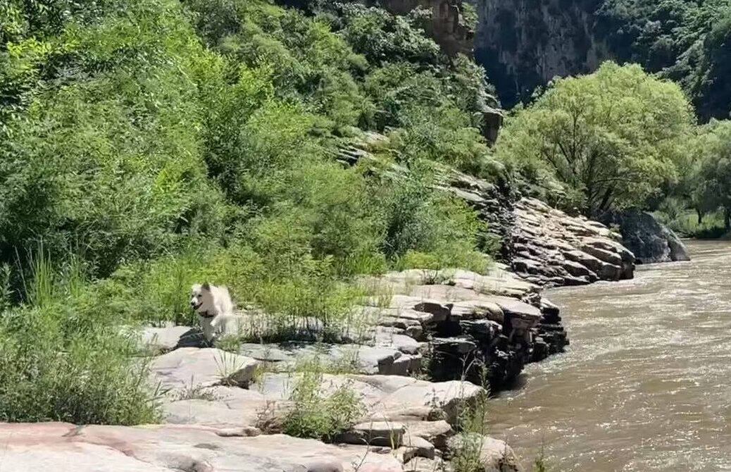 dog running along a riverside trail in Beijing on a dog friendly hike near me