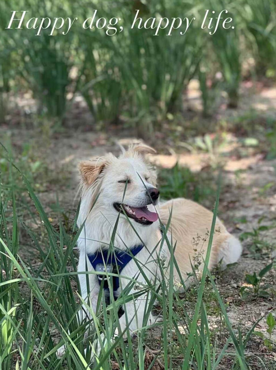 Happy dog enjoying sunshine outside a pet-friendly cafe in Beijing